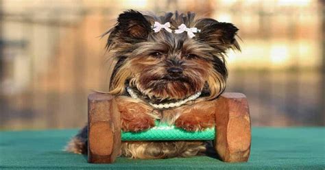 The Ultimate Yorkie Dog Guide: All You Need to Know