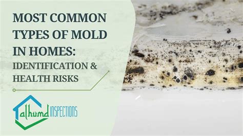 Guide To Identifying Mold Types And Mold Inspection Services The