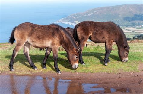 Premium Photo Exmoor Ponies Grazing And Roaming Free By The Sea In