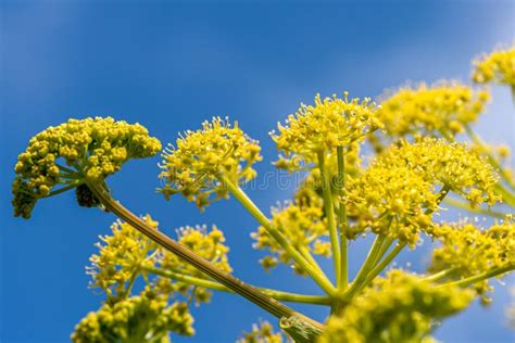 Ferula Communis Or Giant Fennel In Blossom With Big Yellow Umbrella