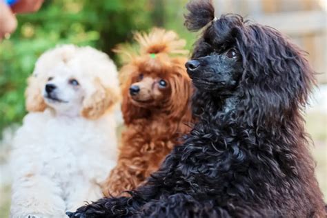 Toy Poodle Temperament Uk Wow Blog