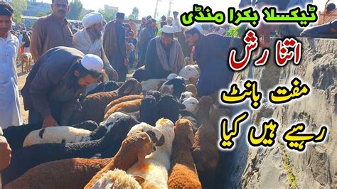 Friday Bakra Mandi Taxila Latest Update 7 April 2023 Turkey Dumby Or