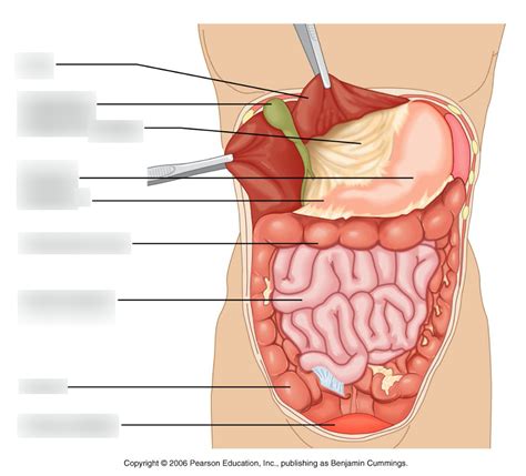 Lower Digestive System Diagram Quizlet