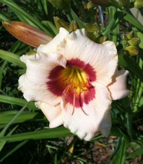 Pandora S Box Daylily Small 4 Bloom Daylilies Bloom Pandoras Box