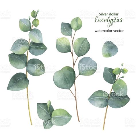 Watercolor Hand Painted Vector Set With Silver Dollar Eucalyptus