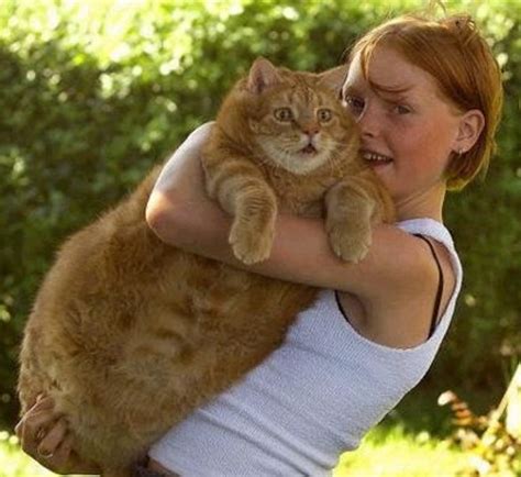 Top 5 Fattest Cats In The World