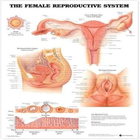 Female Reproductive System With Labelled Diagram