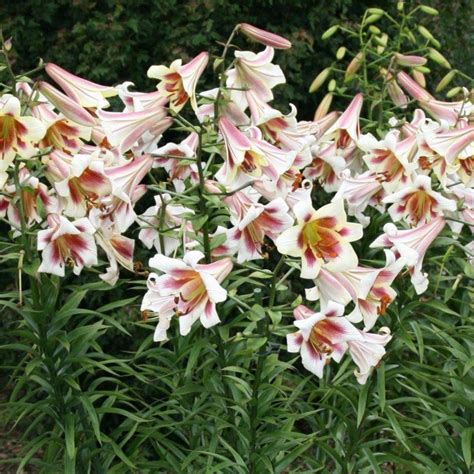 Lilium Passion Moon Buy Plants At Coolplants