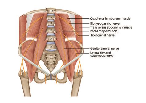 Inguinal Nerve Block Chronic Lower Abdomen Pain Pain Spa Bristol Uk