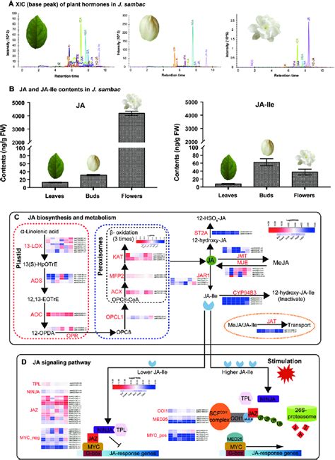 JA Biosynthesis And Consumption Of J Sambac A XIC Base Peak Of