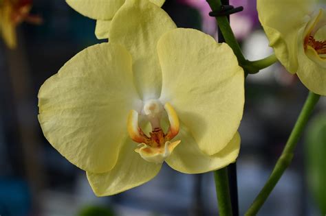 Blume Gelbe Orchidee Dekorativ Kostenloses Foto Auf Pixabay Pixabay