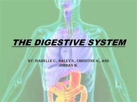 The Digestive System Ppt