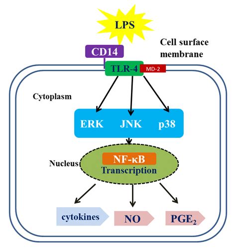 Schematic Diagram Representing Interaction Of Lps To Cd Signalling