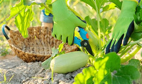 Comment Et Pourquoi Tailler Vos Plants De Courges Et Potirons