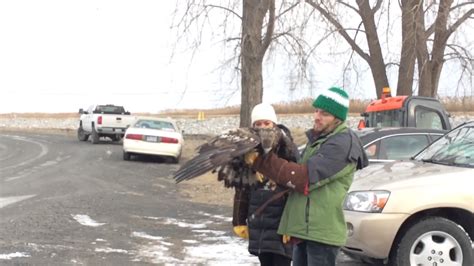 Lead Poisoned Bald Eagle Is Released After Rehabilitation Youtube