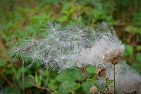 Fria Bild Blad Tr Dg Rd Sommar Flora Natur Gr S Wildflower