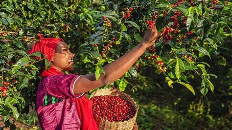 A Woman Picking Berries From A Tree