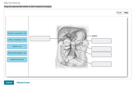 Solved Veins Match The Following Drag The Appropriate Labels Chegg