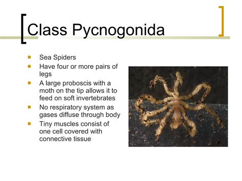 13 Phylum Arthropoda Notes Ppt