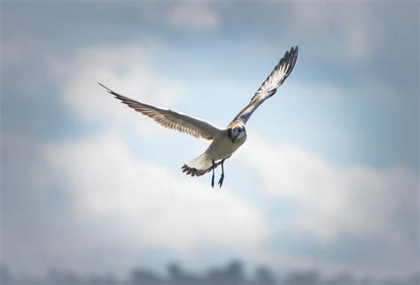 Photo of a Flying Laughing Gull · Free Stock Photo