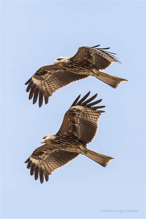 Bird Of Prey India On Behance