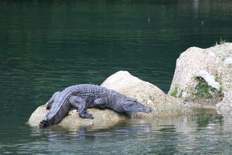 Culture, pride and coexistence with the Philippine crocodile | Current ...