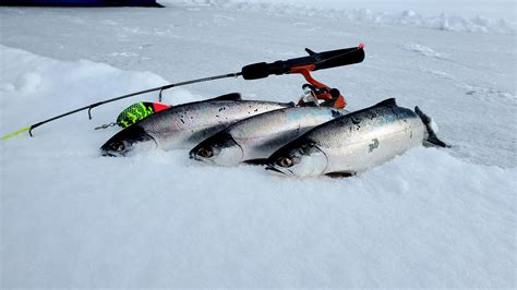 Catching Chromers Through The Ice Kokanee The Land Locked Sockeye