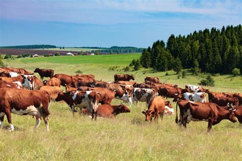 Herd Of Dairy Cows Stock Image Image Of Grassland Dairy 107580417