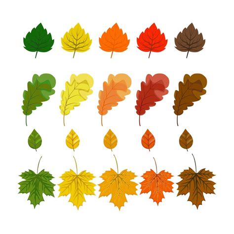 Autumn Leaves Set Oak Leaf Maple Leaf Isolated On White Background 8130198 Vector Art At Vecteezy