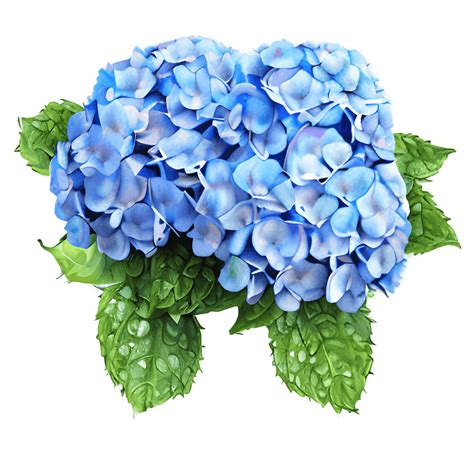 Hyperdetailed Realistic Hydrangea Flowers Watercolor Clipart Creative