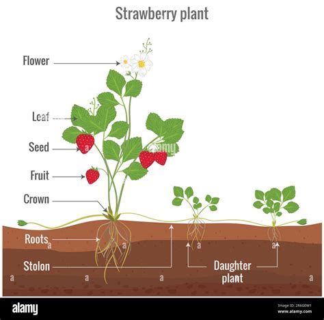 An Illustration Of A Strawberry Plant Featuring The Process Of Asexual