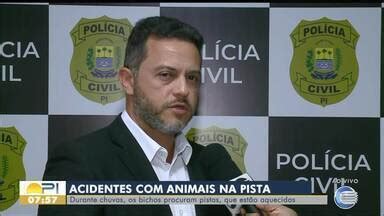 Bom Dia Piauí Animais procuram pistas aquecidas durante chuvas e