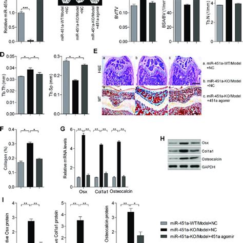 GYY4137 Protected Osteoblasts Against Dex Induced Cell Apoptosis A