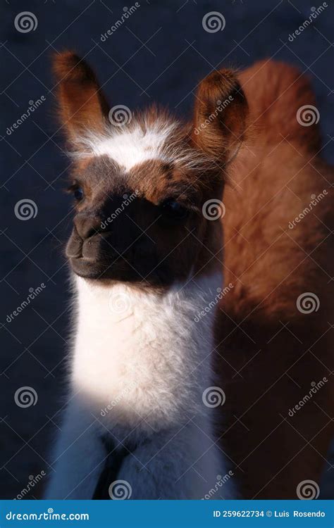 Llamas Alpacas In The Field Of Bolivia Wildlife Of Altiplano South