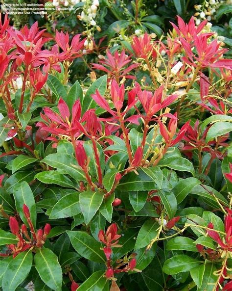 Plantfiles Pictures Pieris Andromeda Japanese Pieris Lily Of The