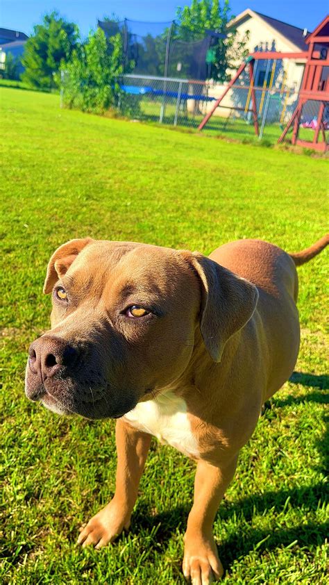 American Bully Gallery - Gallery | Majestic Creatures