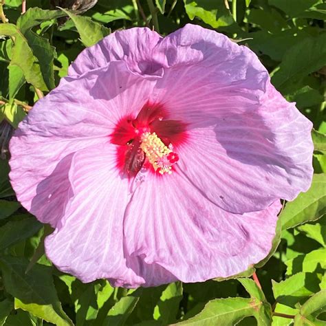 Hibiscus Summerific ‘lilac Crush Rose Mallow Ppaf Cavanos Perennials