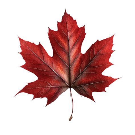 Download Japanese Maple Png Full Size Png Image Pngki