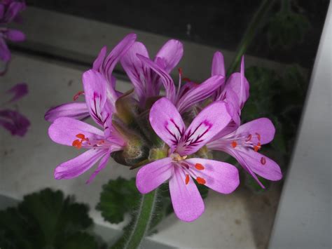 Pelargonium Capitatum L L H R Plants Of The World Online Kew