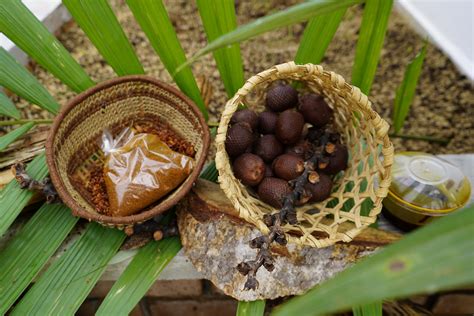 Se Inaugura Primera Planta De Procesamiento De Frutos Amaz Nicos De