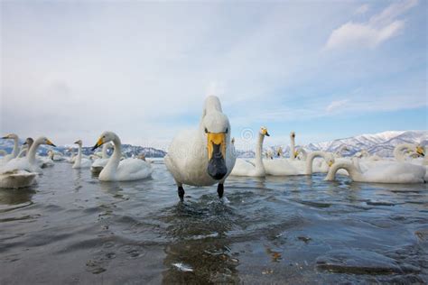 Grupo De Cisnes Imagen De Archivo Imagen De Hielo Calma 18042869