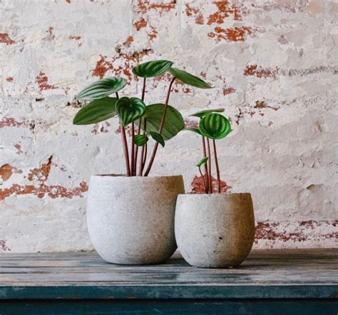 Feng Shui Plantas Que Debo Tener En Mi Casa Para Atraer La Buena