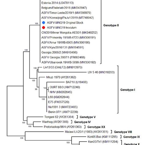 Phylogenetic Tree Of Whole Genome Sequences Of Asfvs Constructed Using