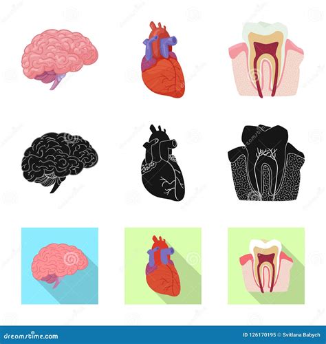 Isolated Object Of Body And Human Symbol Set Of Body And Medical