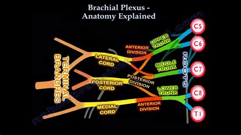 Brachial Plexus Simple Diagram