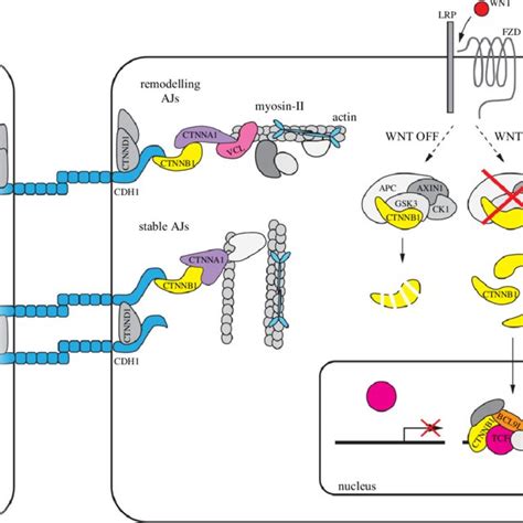 Schematic Visualization Of The Localization Of Ctnnb Functional Pools