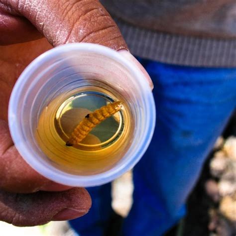 Agave Harvesting - How to Harvest Agave Nectar | Mezcal Rosaluna: Mezcal is Magic