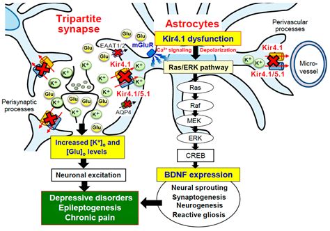 Ijms Free Full Text Inwardly Rectifying Potassium Channel Kir As