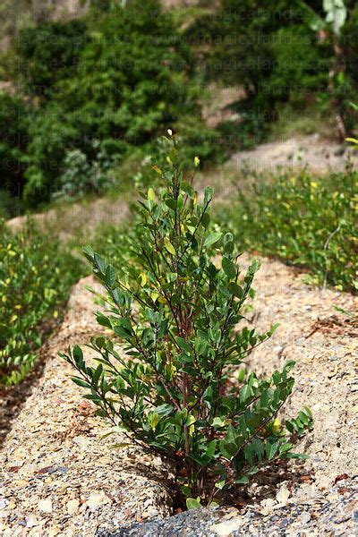 Magical Andes Photography Semi Mature Coca Plants Erythroxylum Coca