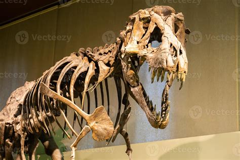 F Sil De Tiranosaurio Rex Viejo Esqueleto De T Rex En El Museo